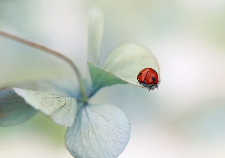 Picture of LADYBIRD ON HYDRANGEA....