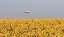 Picture of SUNFLOWERS