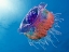 Picture of CROWN JELLYFISH