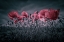 Picture of POPPIES