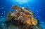 Picture of UNDERWATER BIODIVERSITY
