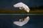 Picture of EGRET AT DUSK