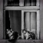 Picture of UNTITLED