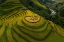 Picture of MU CANG CHAI - VIETNAM