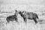 Picture of HYENA I
