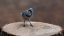 Picture of BLUE JAY : MY REGARDS