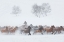 Picture of WINTER PASTURE