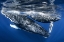 Picture of HUMPHBACK WHALE AND CALF