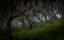 Picture of HARENNA FOREST