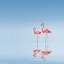 Picture of FLAMINGO