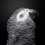 Picture of THE COLORFUL GREY
