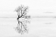 Picture of TREE AND DUCKS