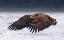 Picture of WHITE-TAILED EAGLE TAKE OFF