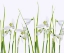 Picture of SNOWDROPS