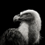 Picture of EURASIAN GRIFFON