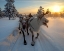 Picture of THE MORNING DRIVE TO THE HERD