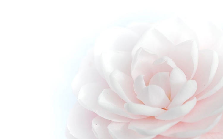 Picture of TENDER BEAUTY