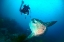 Picture of SUNFISH WHISPER
