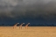 Picture of TRIO GIRAFFES IN KENYA STORM