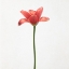 Picture of LONG STEMMED TULIP