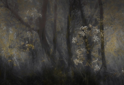 Picture of COW PARSLEY
