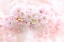 Picture of SPRING BLOSSOM
