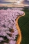 Picture of CHERRY BLOSSOMS