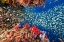 Picture of REEF LIFE