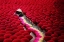 Picture of DRYING INCENSE STICKS