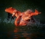 Picture of PLAYING WITH WATER