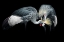 Picture of GREY CROWNED CRANE