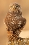 Picture of LITTLE OWL