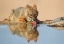 Picture of GOLDEN JACKAL