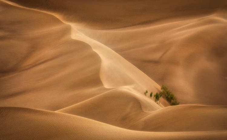 Picture of ALIVE BUSH