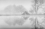 Picture of ARAE?