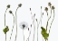 Picture of SEEDHEADS