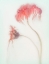 Picture of FRAGILE BEAUTY
