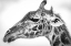 Picture of MAASAI GIRAFFE