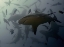 Picture of BULLSHARK DANCE