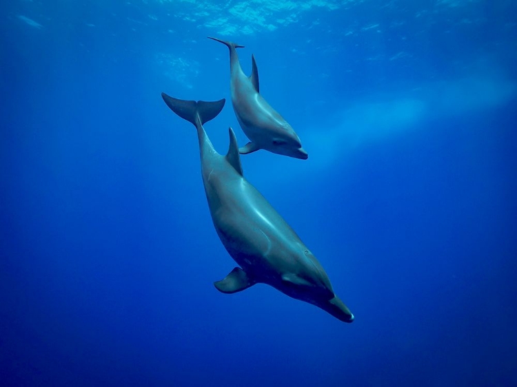Picture of TO THE DEEP