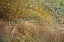 Picture of MOTION TREE