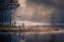 Picture of MISTY MOMENT