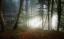 Picture of EARLY FALL