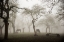 Picture of HORSES IN A FOGGY ORCHARD