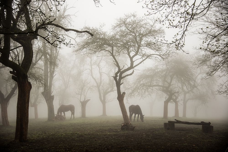 Picture of HORSES IN A FOGGY ORCHARD