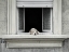 Picture of THE WINDOW