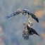 Picture of FIGNTING FOR SURVIVE
