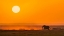Picture of A GOLDEN MORNING