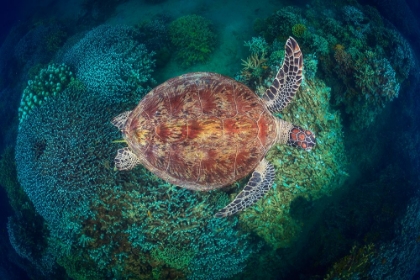 Picture of NGOUJA REEF