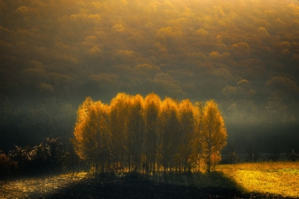 Picture of MORNING LIGHT